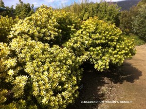 Leucadendron 'Wilson's Wonder' - blooming